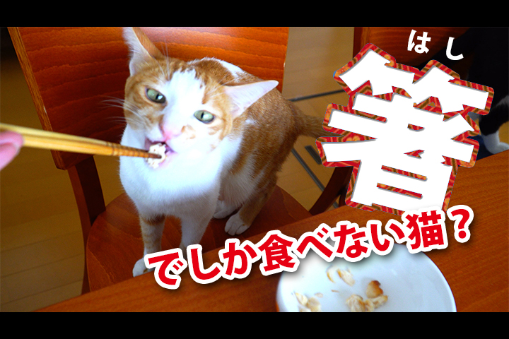 箸から食べさせてもらうのが好きな 猫